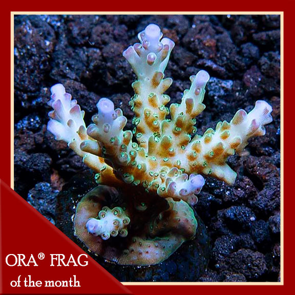 Pearlberry Acropora Coral, Aquacultured, ORA® Pearlberry Acropora Coral, Aquacultured, ORA®