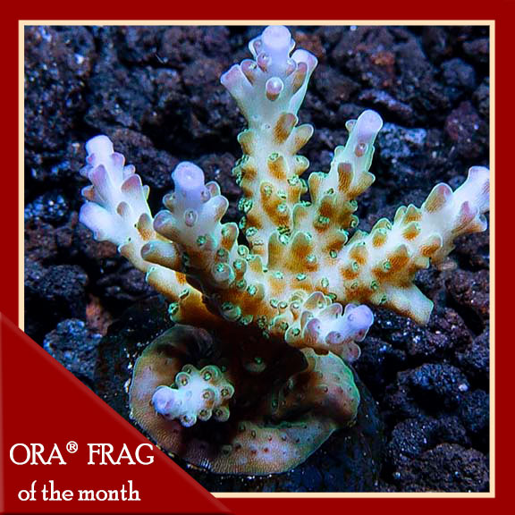 Pearlberry Acropora Coral, Aquacultured, ORA® Pearlberry Acropora Coral, Aquacultured, ORA®