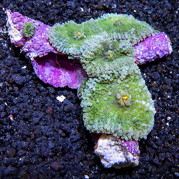 Green Ricordea Mushroom Coral Green Ricordea Mushroom Coral