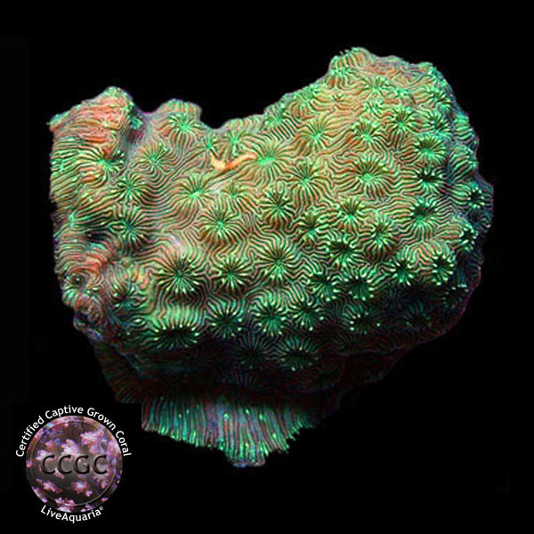 LiveAquaria® CCGC Aquacultured Screamin Green Pavona Coral