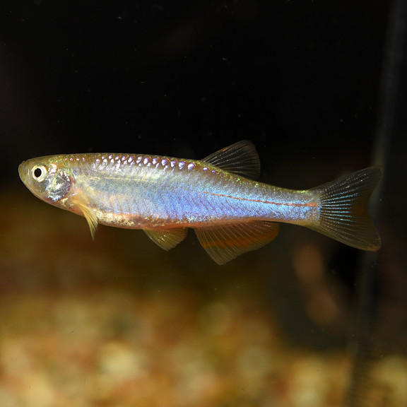 Pearl Danio