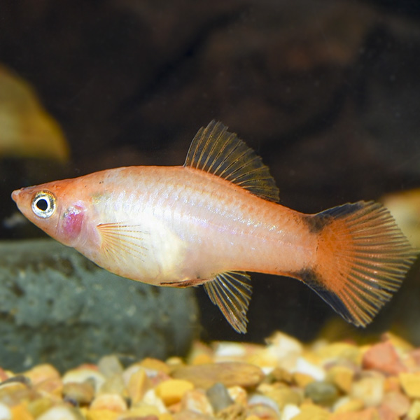 Pink Comet Swordtail Group