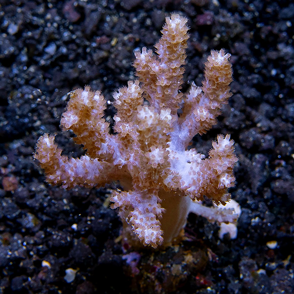 Tree Coral, Pink Tree Coral, Pink