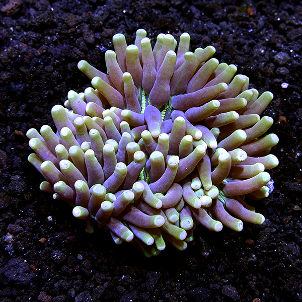 Plate Coral, Long Tentacle, Purple and Gold Plate Coral, Long Tentacle, Purple and Gold