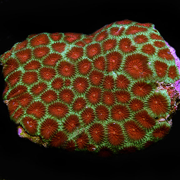 Australian Open Brain Coral Red & Green