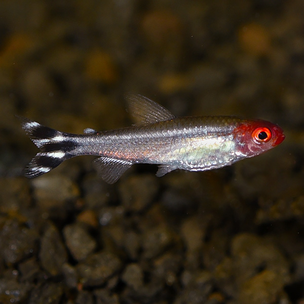 Brilliant Rummynose Tetra - Captive-Bred EXPERT ONLY