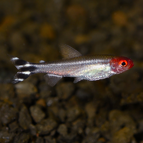 Brilliant Rummynose Tetras - Captive-Bred EXPERT ONLY