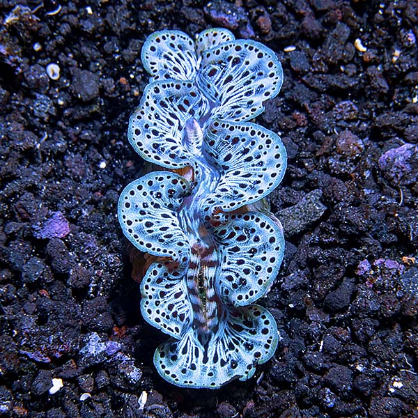 Maxima Clam Ultra Grade, Aquacultured 