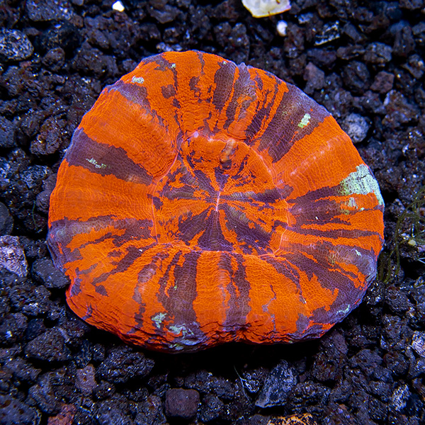 Australian Scolymia Coral, Ultra Warpaint Australian Scolymia Coral, Ultra Warpaint