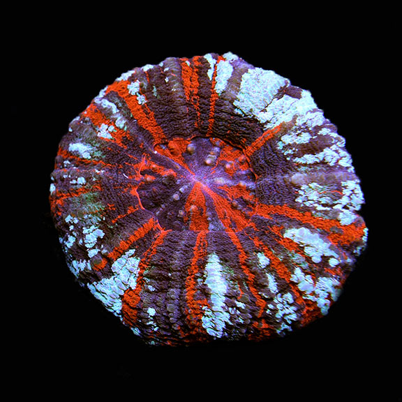 Australian Scolymia Coral, Ultra Warpaint Australian Scolymia Coral, Ultra Warpaint