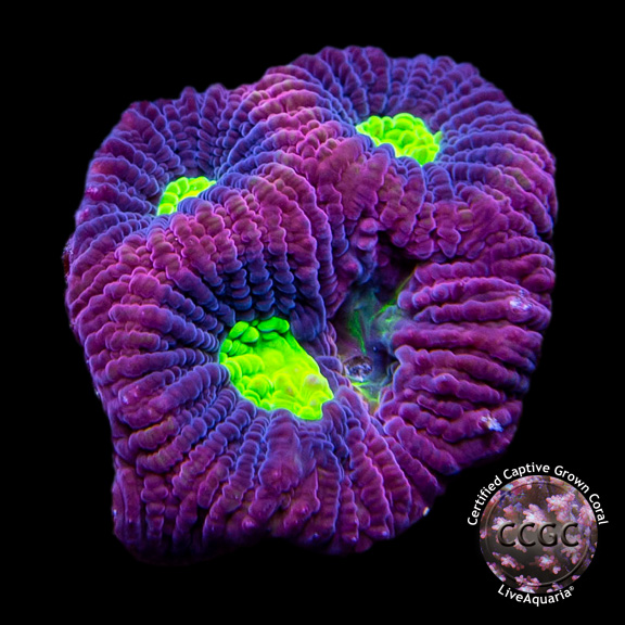 LiveAquaria® CCGC Aquacultured Goniastrea Coral