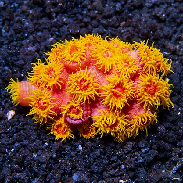 Tube Coral, Orange