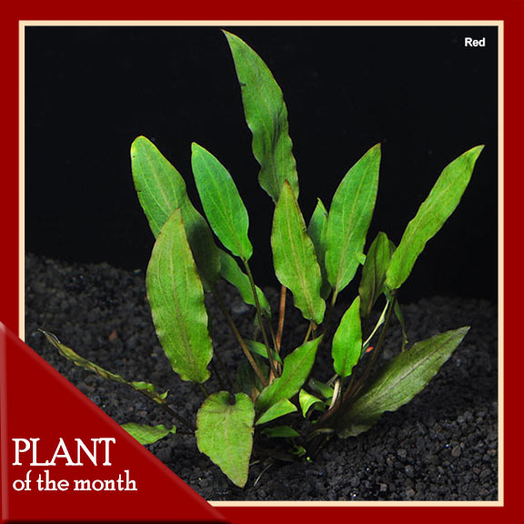Cryptocoryne Cryptocoryne