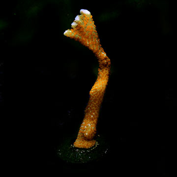 ORA® Aquacultured Orange Montipora digitata Coral