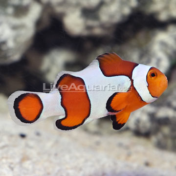 ocellaris clownfish www