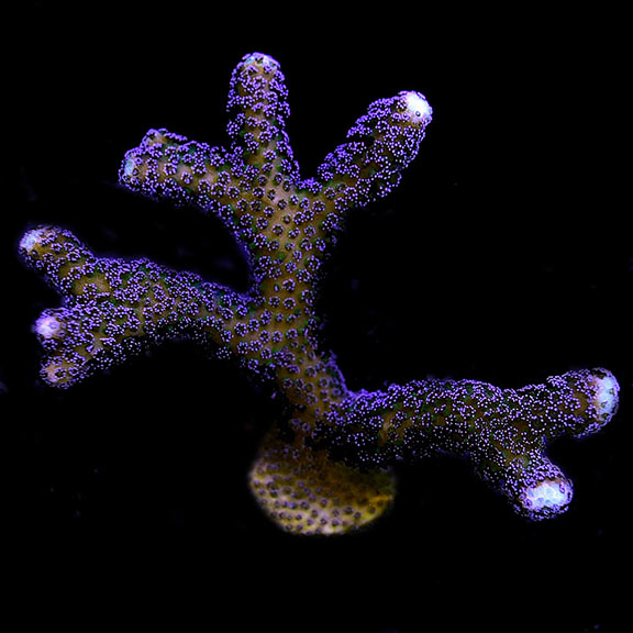 Aquacultured Purple Stylophora Coral Aquacultured Purple Stylophora Coral