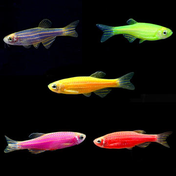 GloFish® Danio Packs