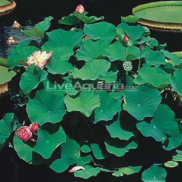 Momo Botan Lotus