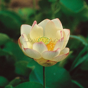 Chawan basu Lotus