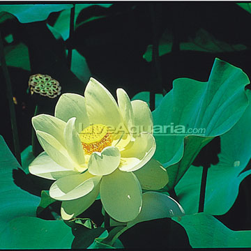Yellow Bird Lotus
