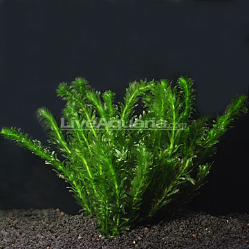 Anacharis (Dozen)