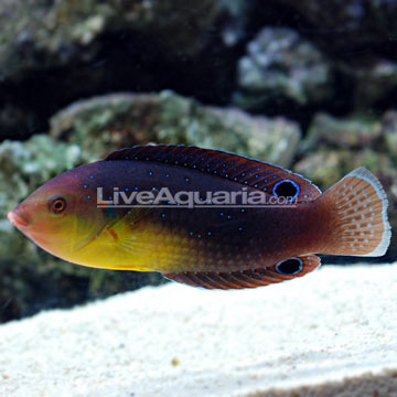 Yellowchest Twist Wrasse EXPERT ONLY