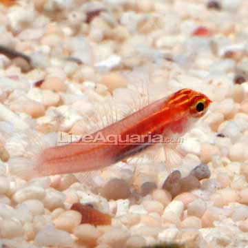 Gold Neon Eviota Goby