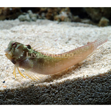 One Spot Blenny