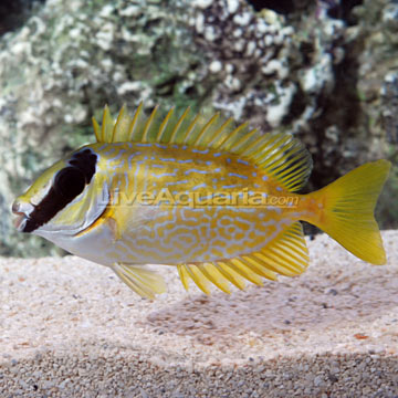 Decorated Rabbitfish