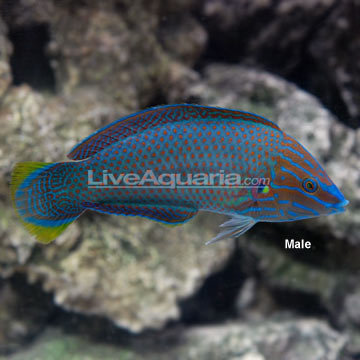 Grey Head Wrasse