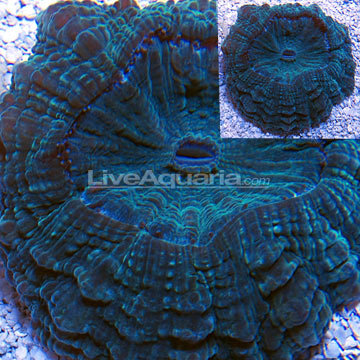 Doughnut Coral