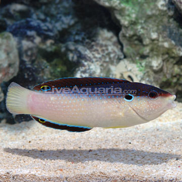 Black-backed Wrasse EXPERT ONLY