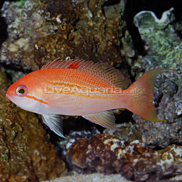 Blood Spot Anthias 