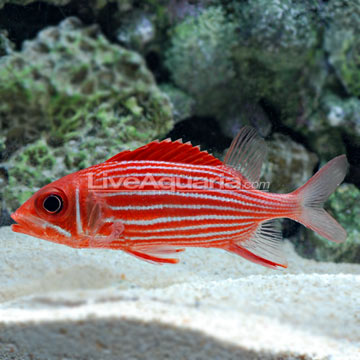 Squirrelfish, Striped 