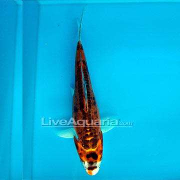 Doitsu Kujaku High Quality Koi, Japan Strain