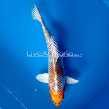 Kujaku High Quality Koi, Japan Strain