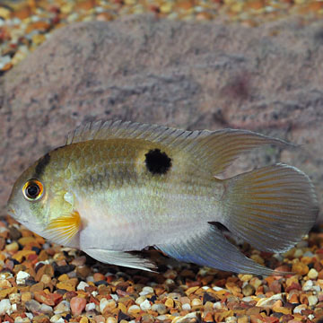 Keyhole Cichlid