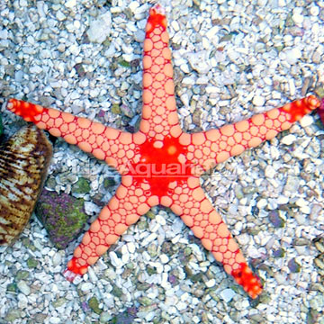 Tile Sea Star, Orange/Red