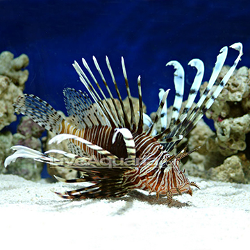 خروس ماهی ( lion fish )  