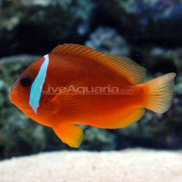 Fiji Barberi Clownfish