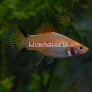 Gold Twin Bar Platy