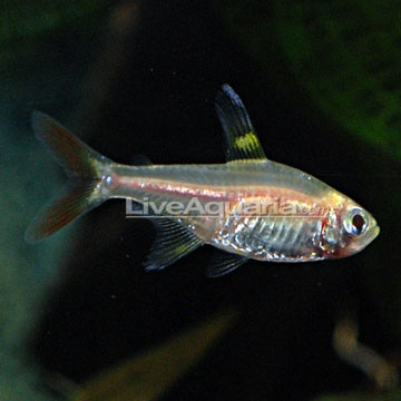 Gold Pristella Tetra