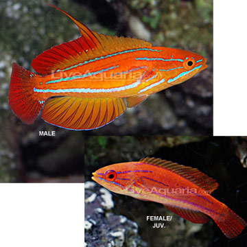 Red Tail Flasher Wrasse