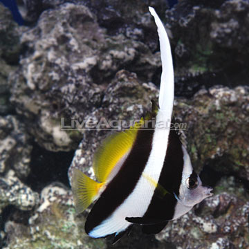 fish heniochus butterflyfish acuminatus salt water saltwater marine liveaquaria aquarium species tropical variations identical provided due within