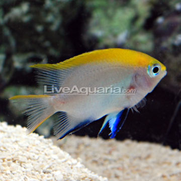 Bluefin Damselfish