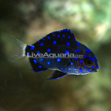 Jewel Damselfish