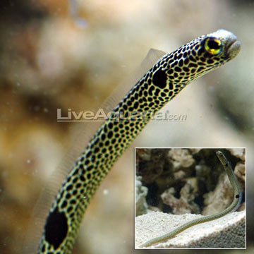 Garden Eel EXPERT ONLY