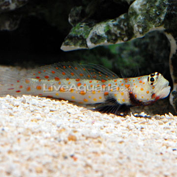 گوبی خال نارنجی ( orange spotted goby )   