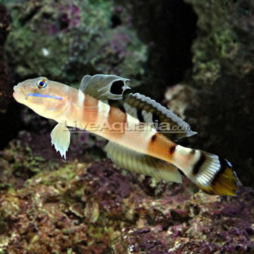 Tiger Watchman Goby