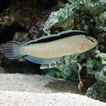 White Blenny